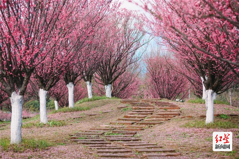 问花村
