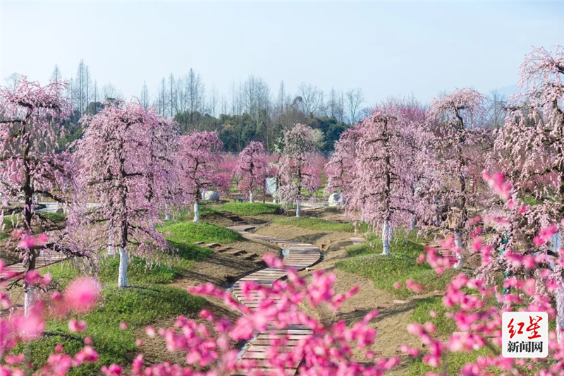 问花村
