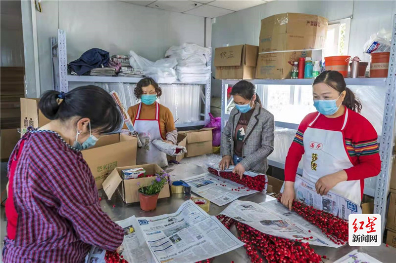 花农们正在对出口欧洲、东南亚的温江银柳进行物流包装和发货装备