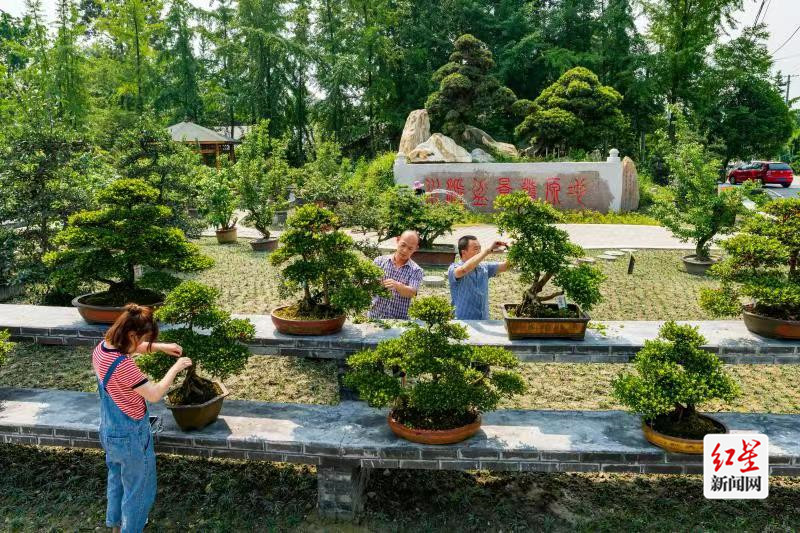 寿安百花川派盆景基地