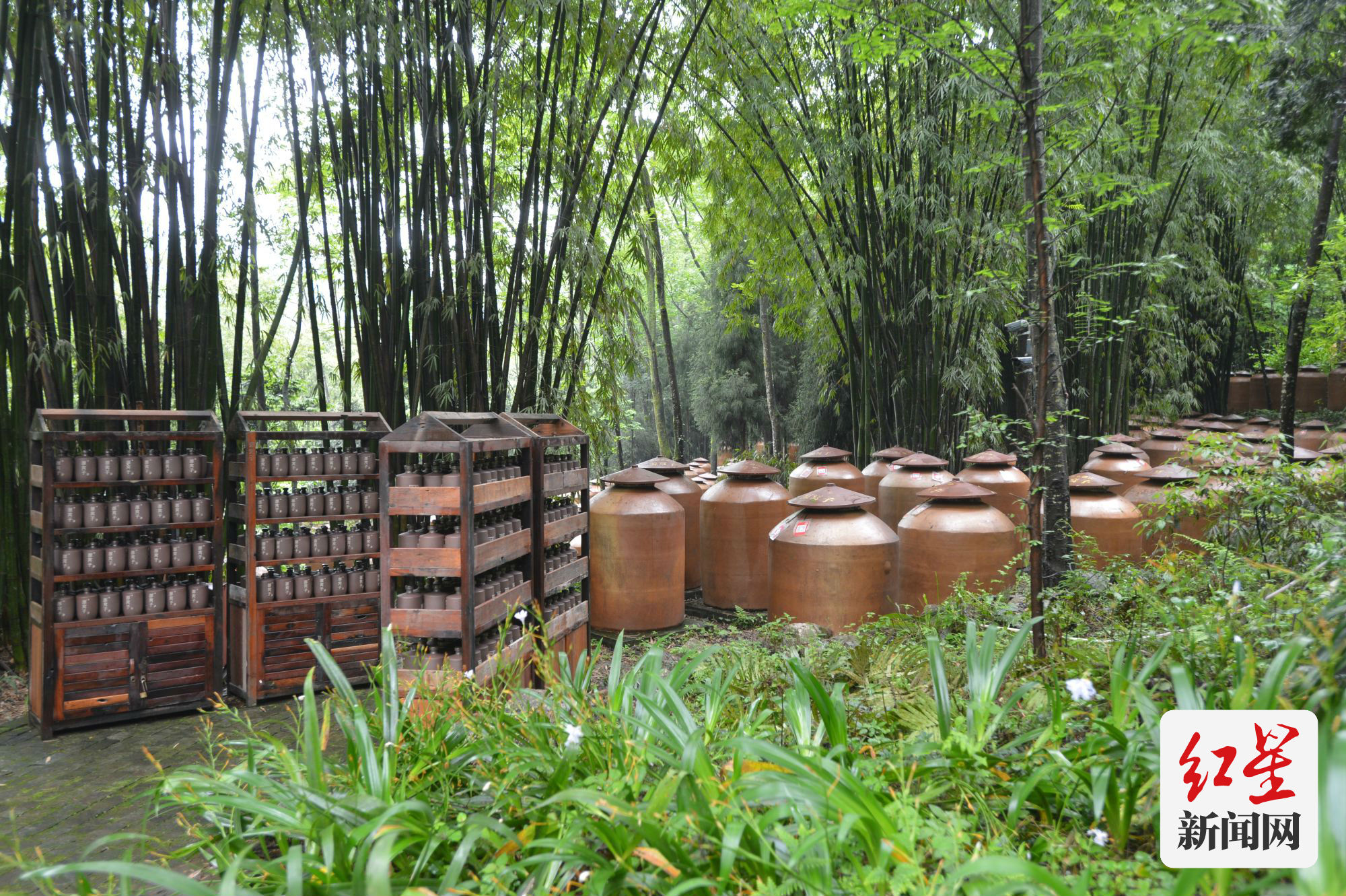 邛崃源窝子酒藏在森林里