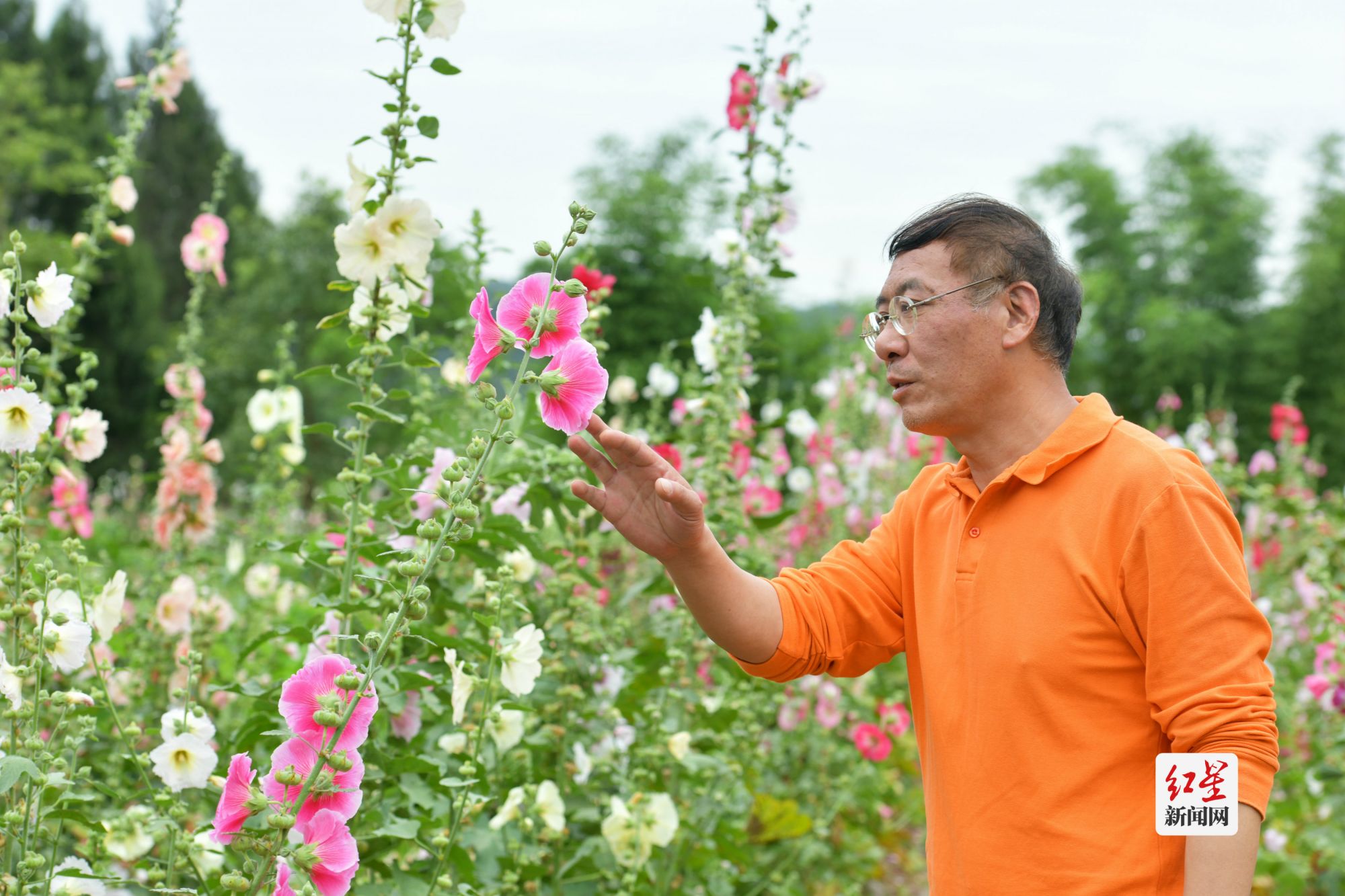 周小林介绍山谷里登记的蜀葵种类。_meitu_11