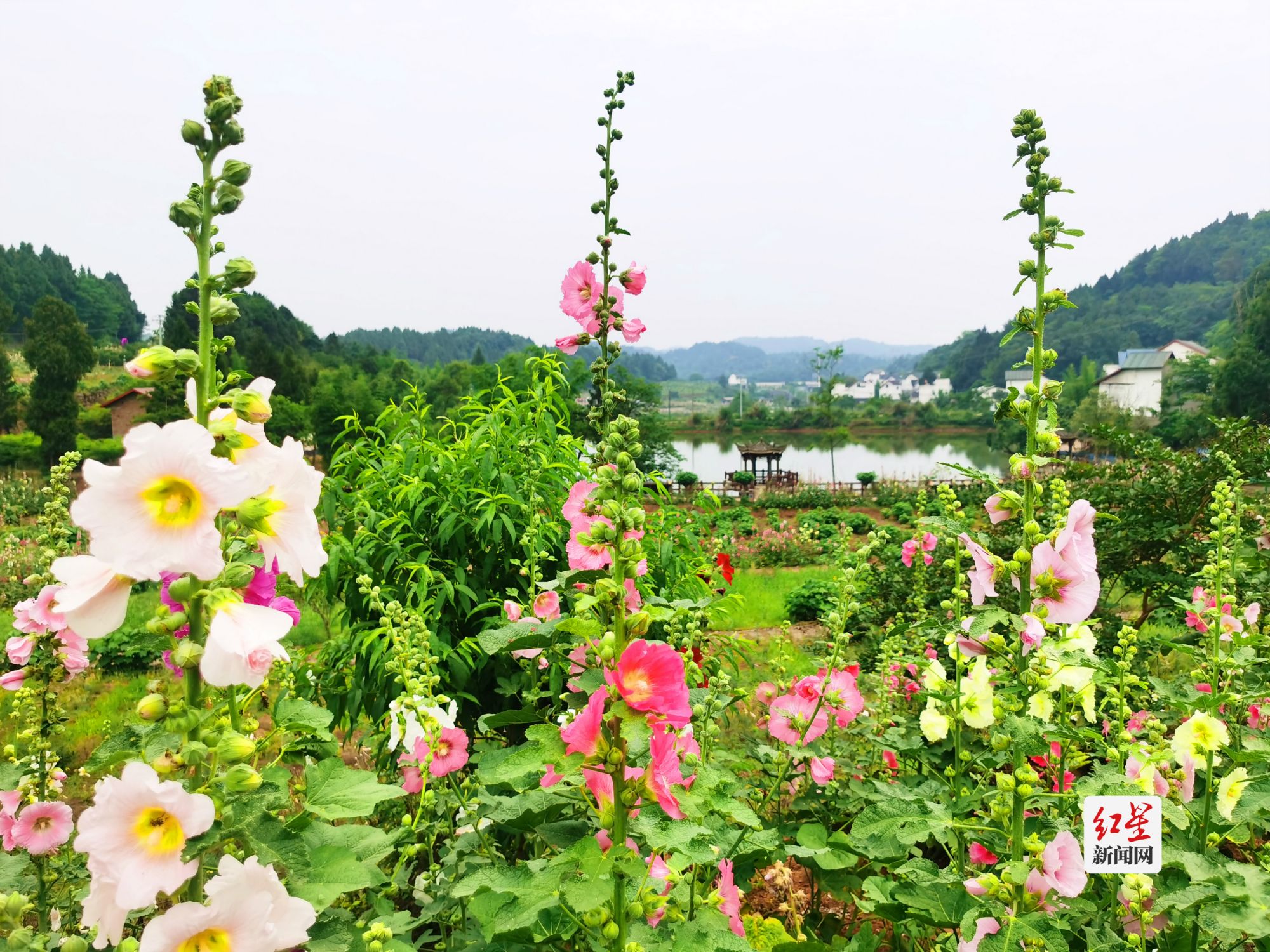 鲜花山谷盛开的蜀葵 (3)_meitu_8
