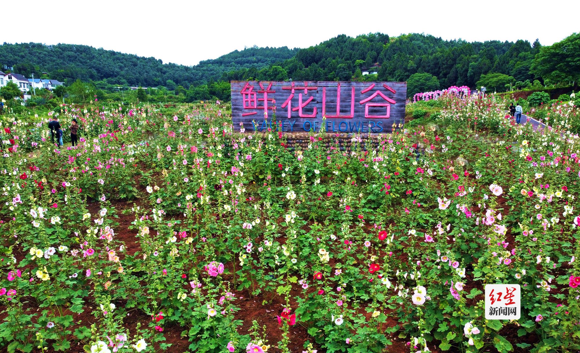 中国最大的蜀葵基地，蜀葵是鲜花山谷最为丰富的花种_meitu_10