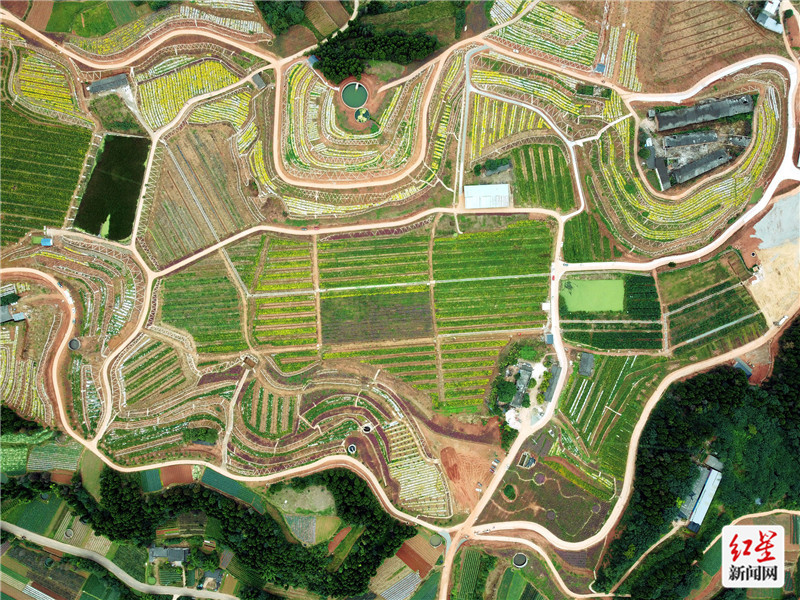 官仓鹅蛋山菊花基地