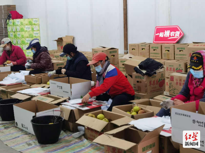 图二：丰收季，工人们正熟练地分拣苹果梨。这些苹果梨将通过物流送到全国各地消费者的手中。沈晓凯｜摄