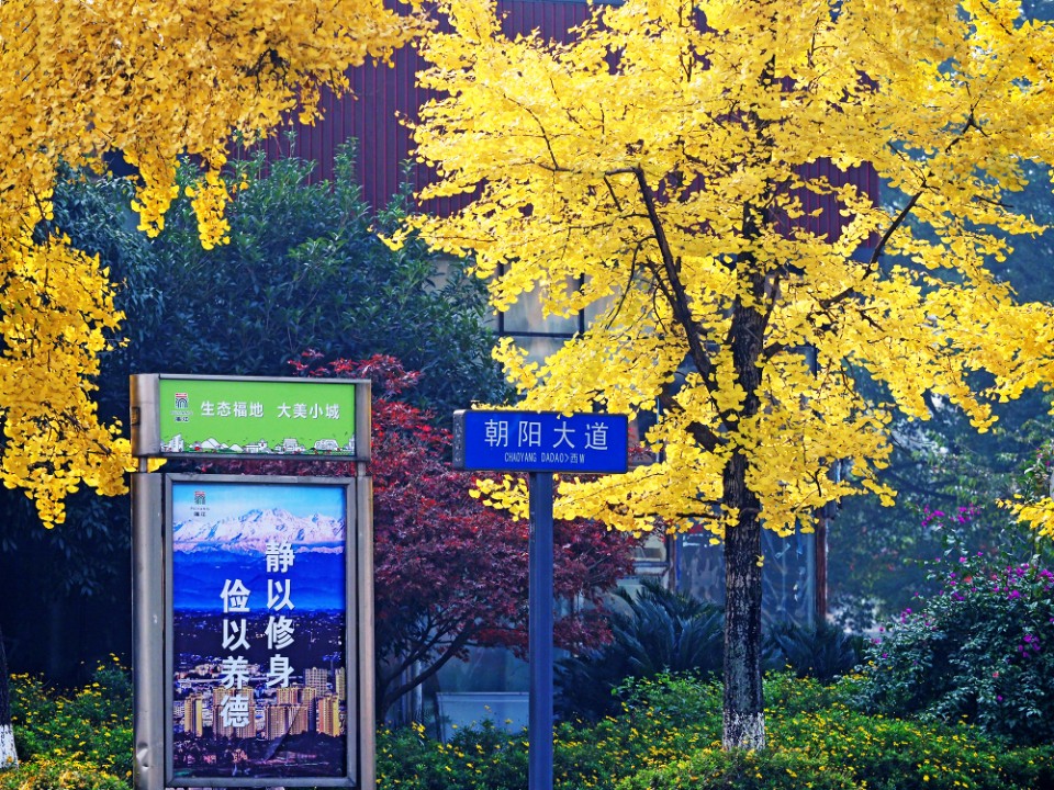 蒲江城区 (2)_