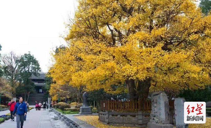 张松银杏  摄影 _ 水灵妹