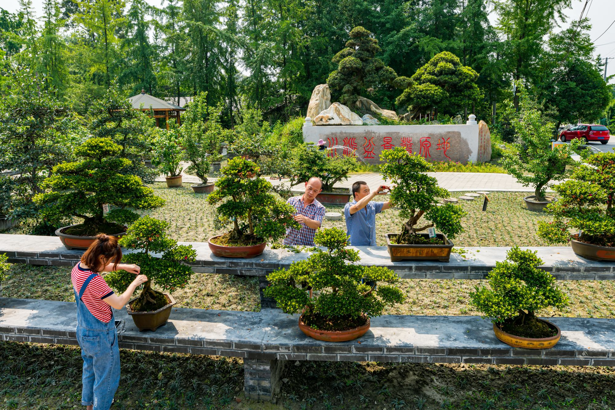温江寿安百花川派盆景基地专合社成员对装车盆景进行修枝