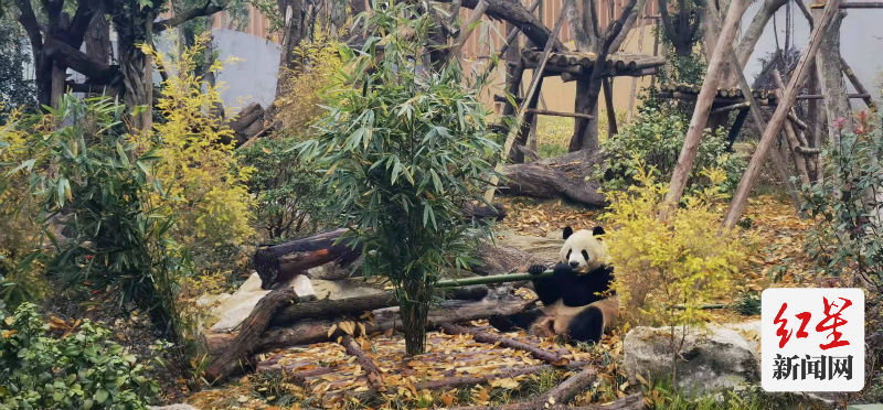 大熊猫在“新家”非常适应2149059a5fd74feb7a27d79c88814d6