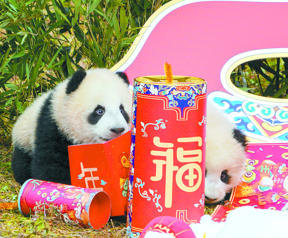 “2021级”熊猫宝宝向全国人民送上新春祝福