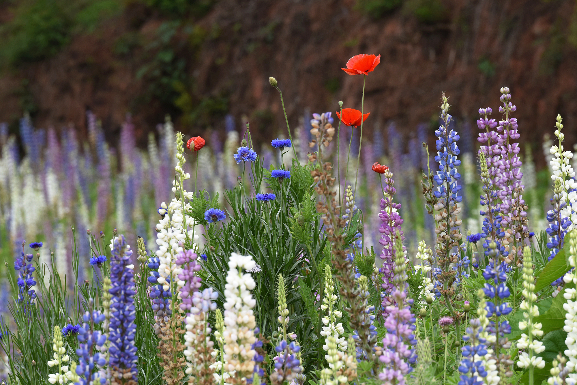 鲜花山谷蜀葵花