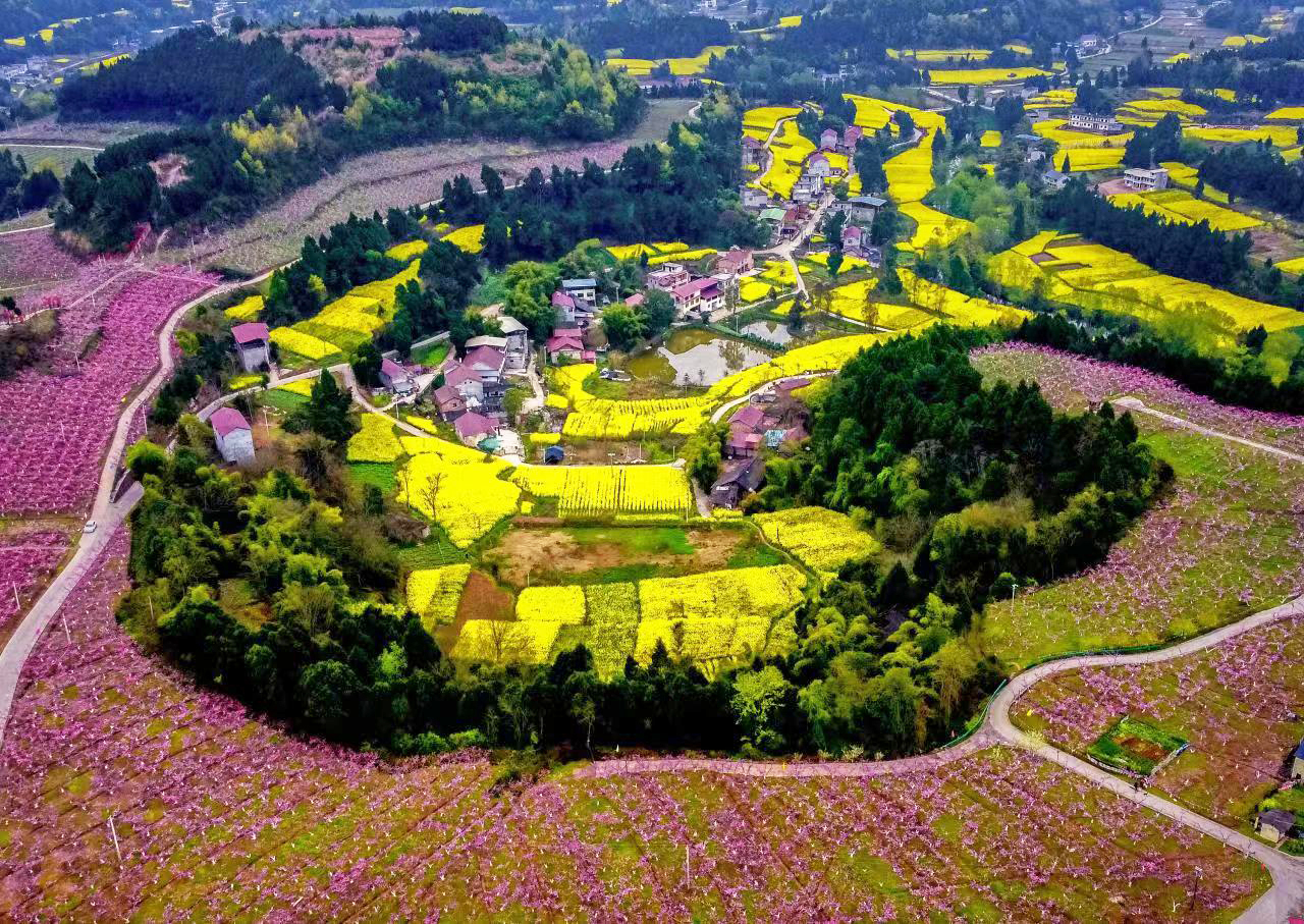 金堂又新镇约500亩的桃花景观
