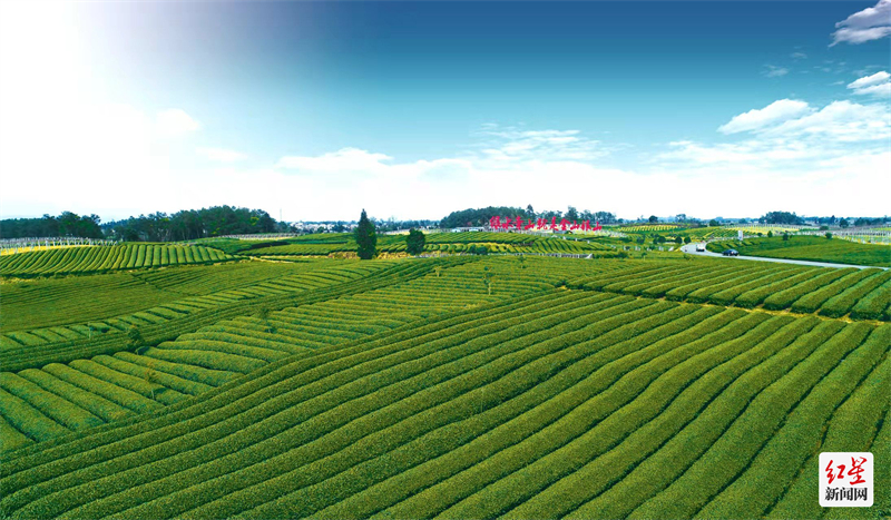 蒲江茶乡