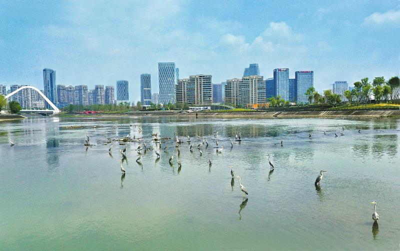 4月2日，苍鹭在成都高新区府河段的河中栖息，成了都市中一道靓丽的风景线。