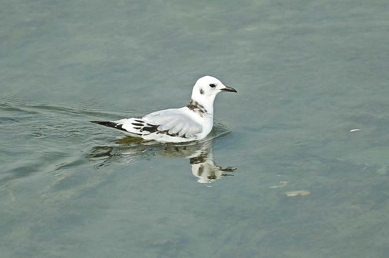 ▲三趾鸥，在我国为冬候鸟，10—11月迁来，4—5月离开。 摄于成都锦江南瓜滩