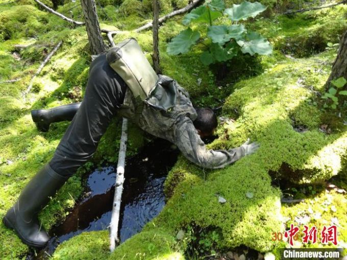 图为森调员在林间小溪解渴。　内蒙古森工集团供图