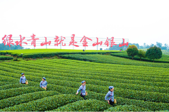 成佳茶乡AAAA级旅游景区