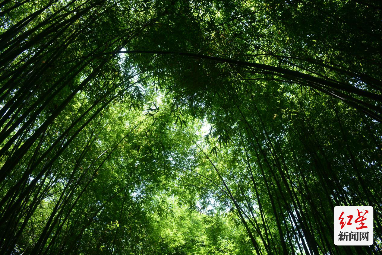 竹林