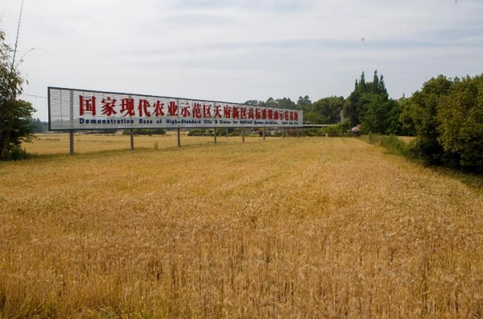 天府粮仓的小麦熟了(图12)