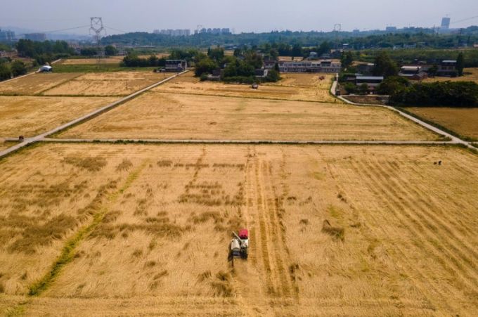 天府粮仓的小麦熟了(图1)