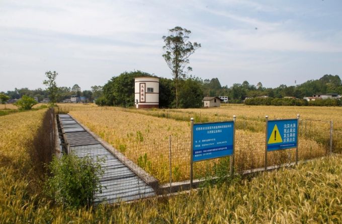 天府粮仓的小麦熟了(图10)