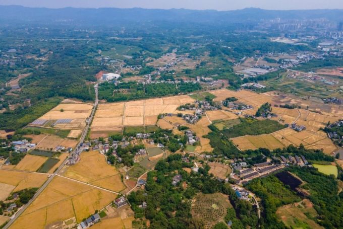 天府粮仓的小麦熟了(图14)