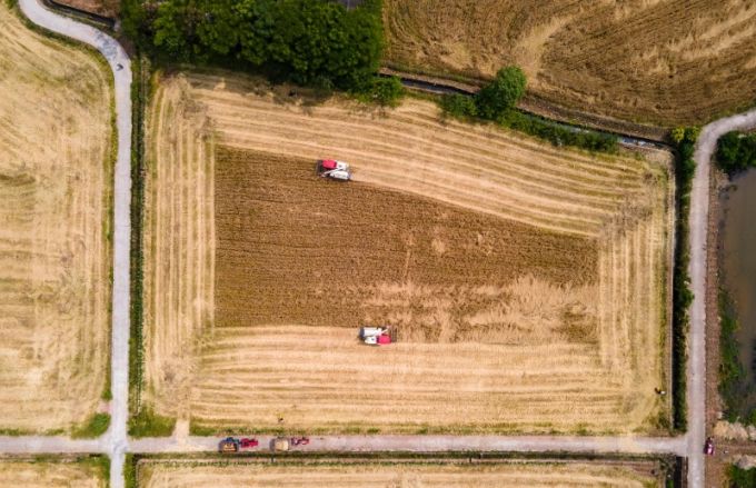 天府粮仓的小麦熟了(图6)