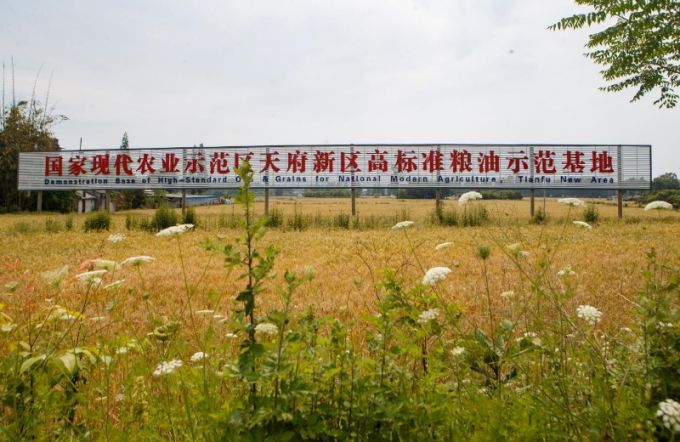 天府粮仓的小麦熟了(图11)