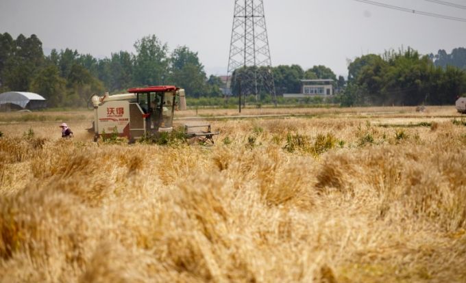 天府粮仓的小麦熟了(图9)