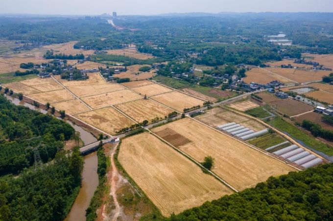 天府粮仓的小麦熟了(图2)