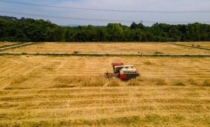 天府粮仓的小麦熟了(图3)