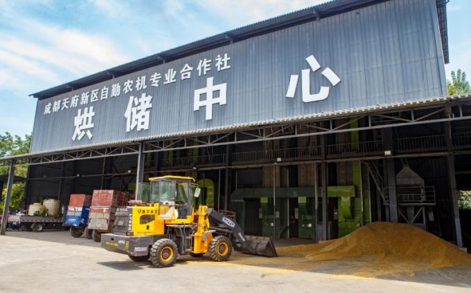 天府粮仓的小麦熟了(图5)