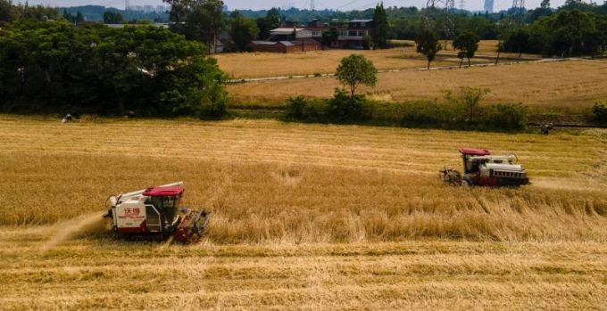 天府粮仓的小麦熟了(图4)
