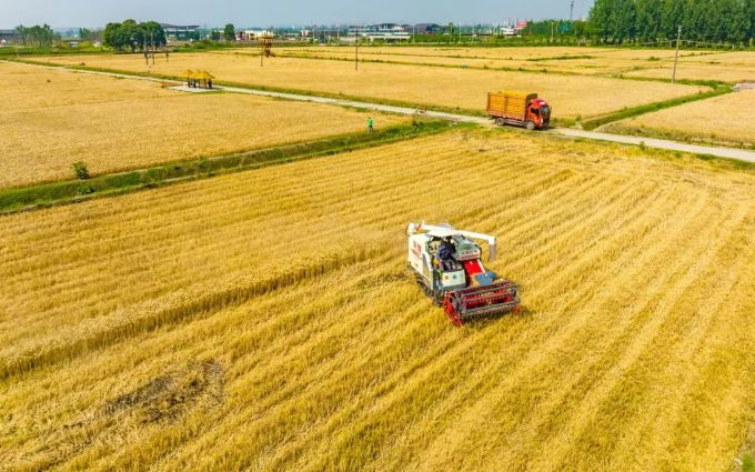 环城生态公园的小麦丰收啦！(图1)