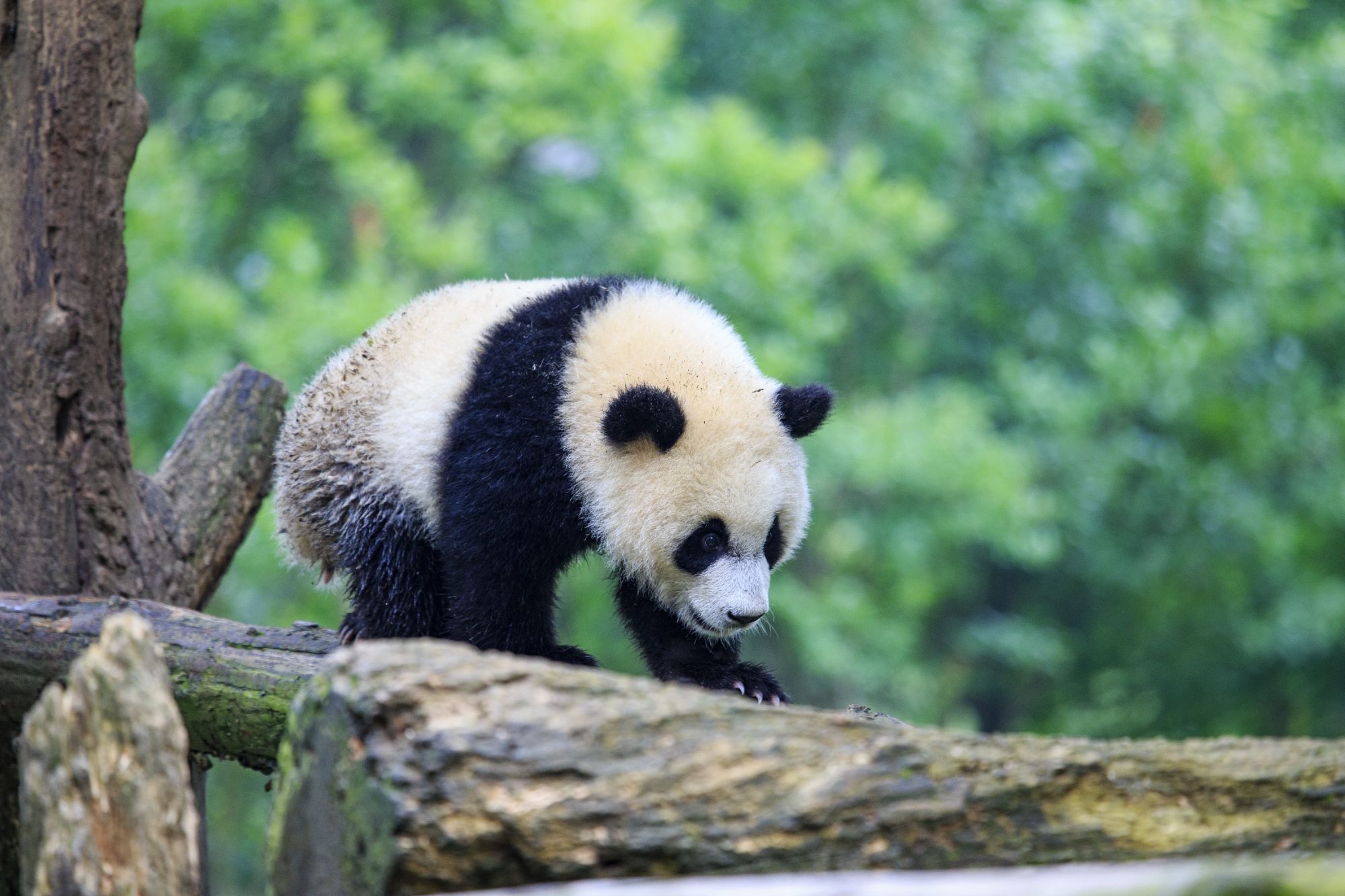 大熊猫  摄影：何勃 (12)