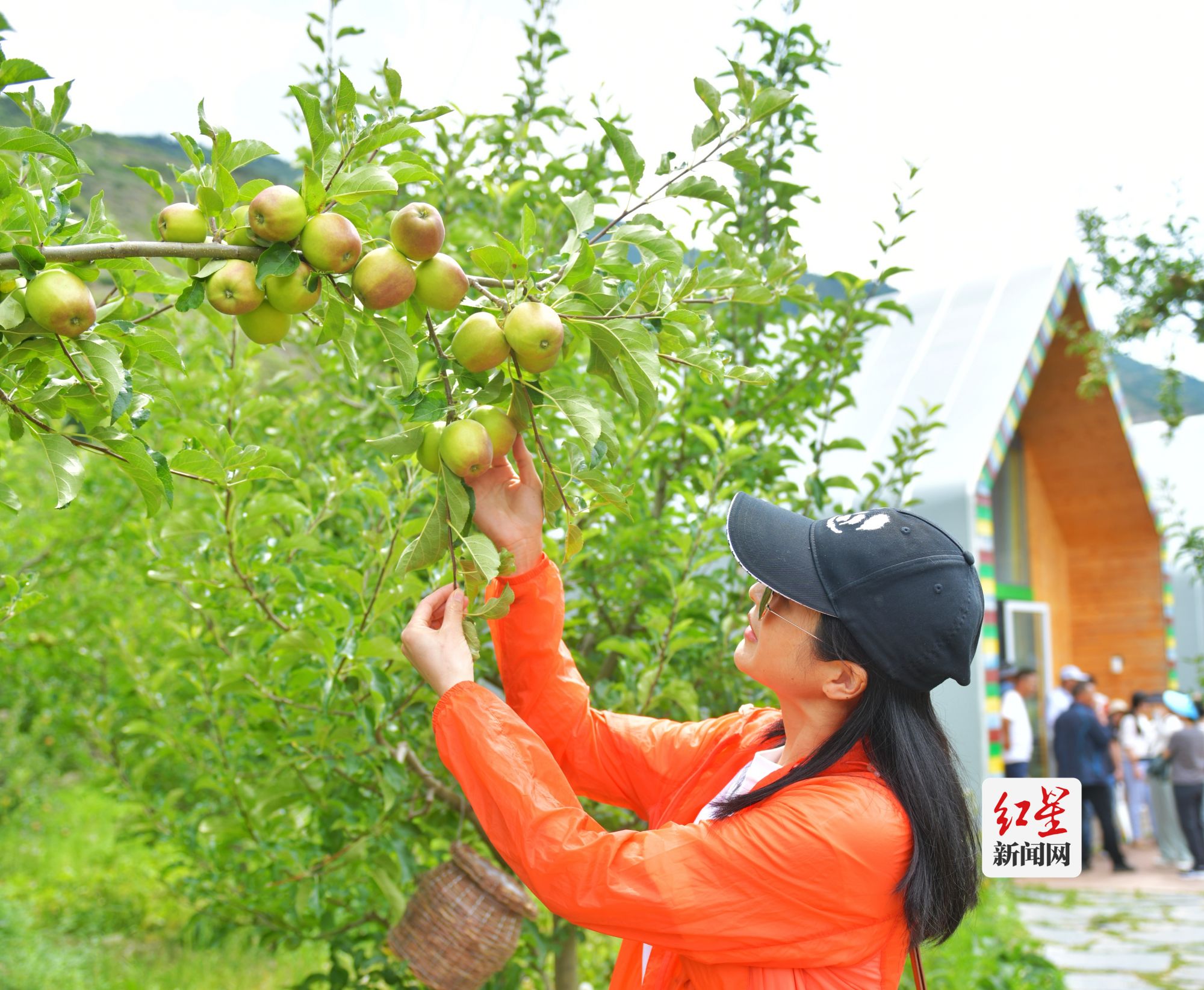 图为游客认养苹果树