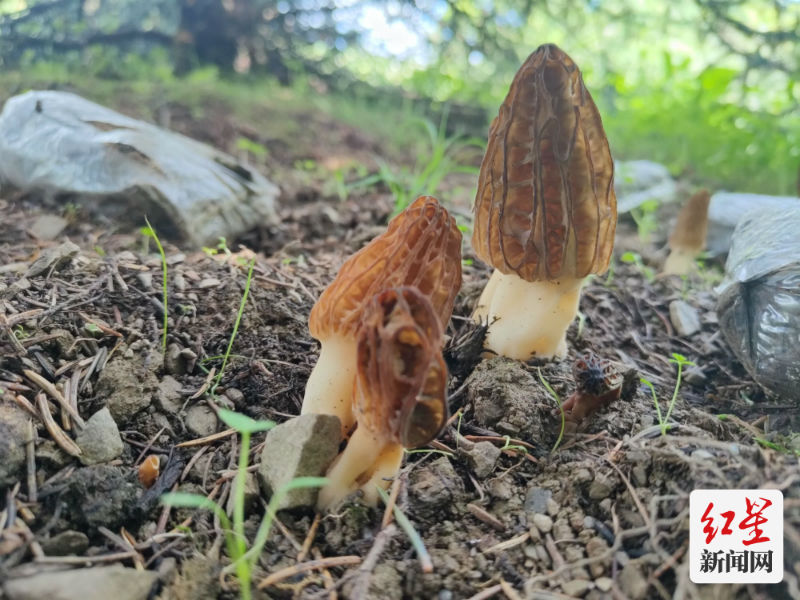 种植羊肚菌