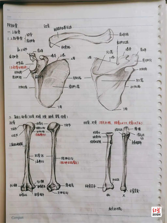 华西口腔医学院 2019级 黄新旭《解剖学》