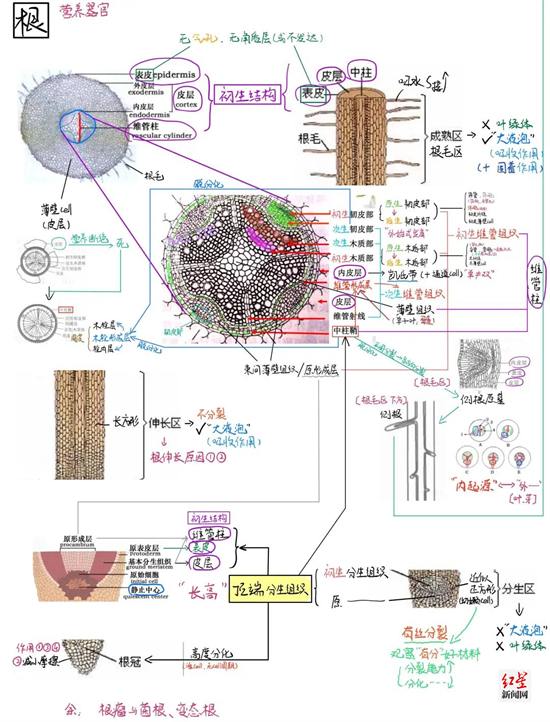 生命科学学院 2019级 李金灿《植物生物学》