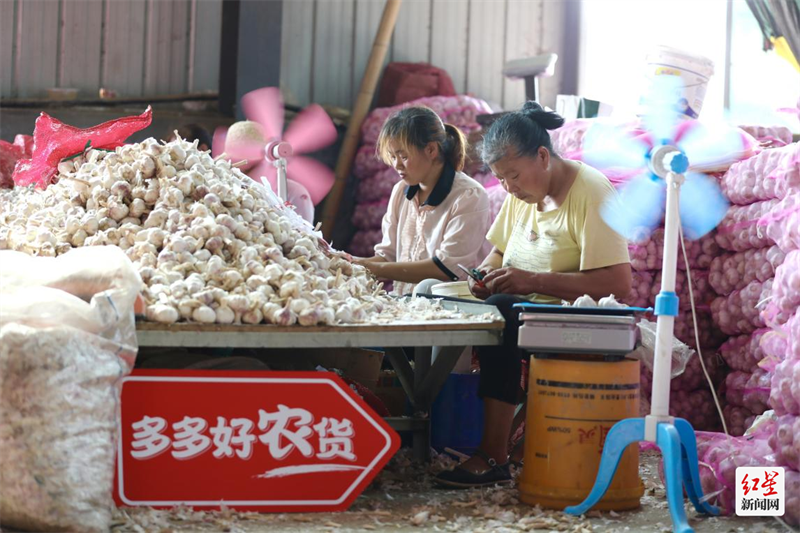 ▲ 金乡大蒜，不仅汁鲜味浓、香脆可口，更富药用价值，传闻华佗曾以之救治咽喉堵塞的病人，“蒜”到病除。薛童｜摄