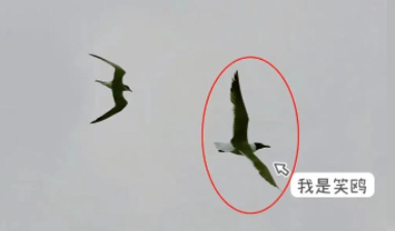 试听
