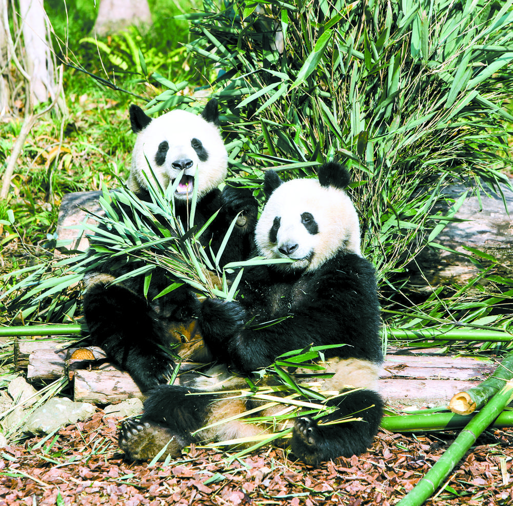 ▲成都大熊猫繁育研究基地的大熊猫