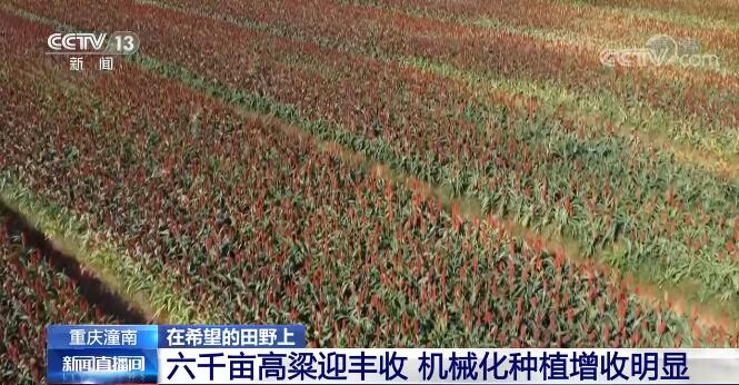 在希望的田野上  重庆潼南六千亩高粱迎丰收 机械化种植增收明显