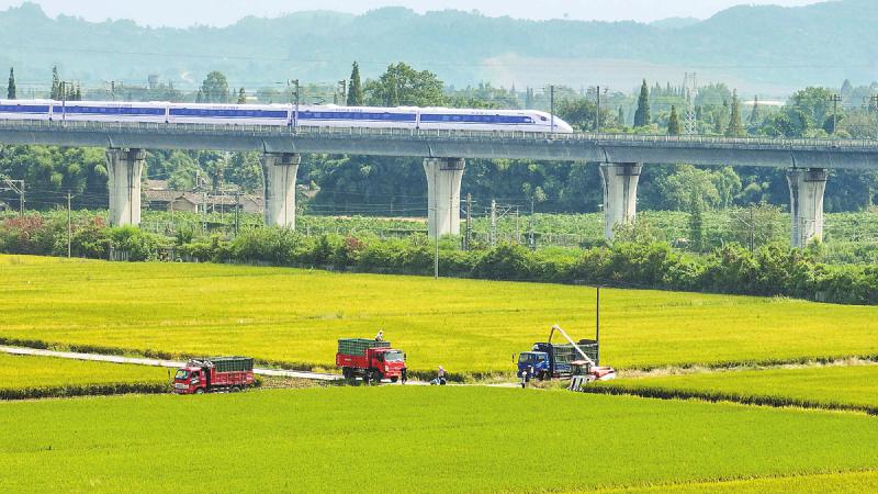 8月20日，眉山市东坡区太和镇永丰村，高铁列车从丰收的田野上方飞驰而过。 四川日报全媒体记者 吴聃 摄