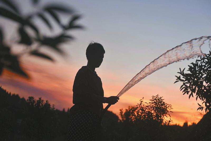 8月21日，内江市东兴区白合镇村民在为培植基地的柑橘树浇水，任重道远裁减旱情对农业出产的影响。