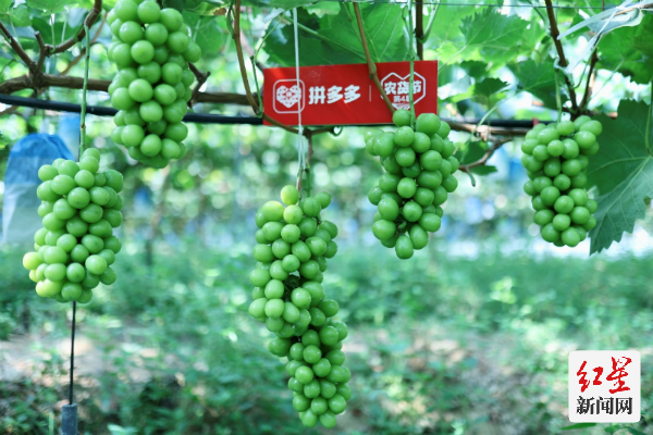 8月21日拼多多启动第4届农货节，西昌阳光玫瑰葡萄作为优质农产品纳入农货节专区。吴小川 摄