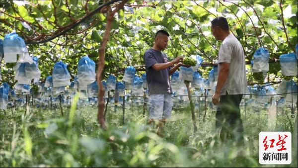 电商新农人梁秋元（左），在阳光玫瑰种植大棚与农户交流。吴小川 摄