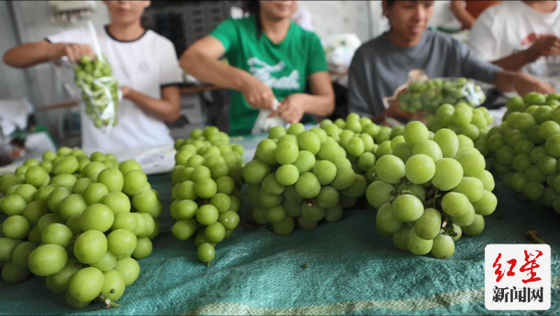 阳光玫瑰葡萄采摘之后，需进行一道人工分选后再装箱。吴小川 摄