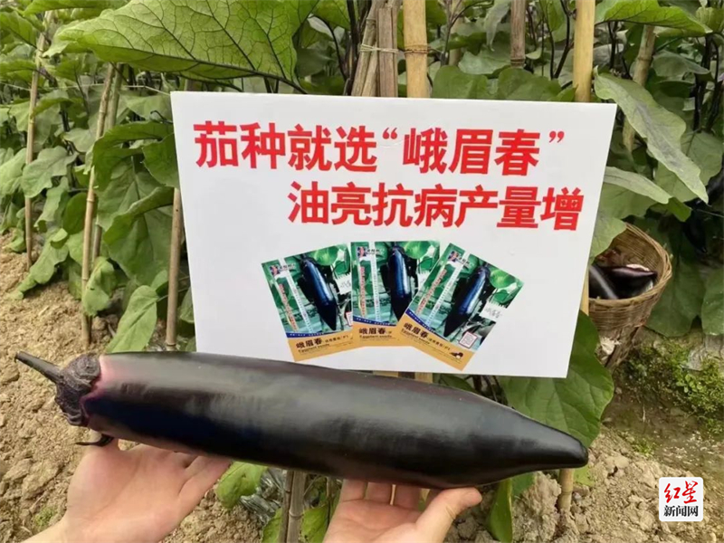 陈天强和团队研发的茄子